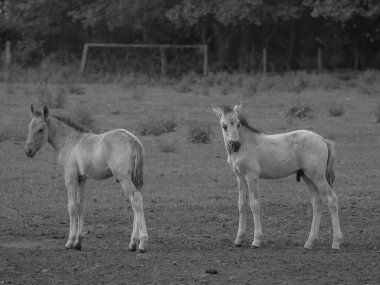 Alman muensterland otlağında vahşi atlar