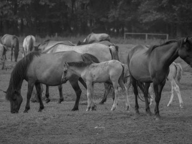 Alman muensterland otlağında vahşi atlar