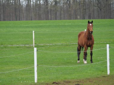 Alman çayırında atlar