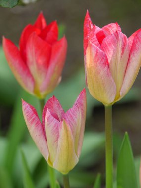 Westphalia 'da bahar mevsimi