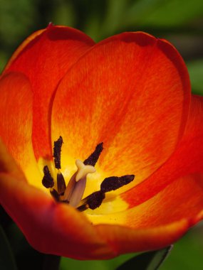 Westphalia 'da bahar mevsimi