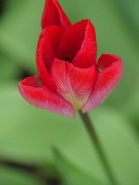 Westphalia 'da bahar mevsimi