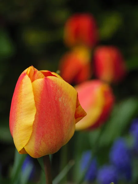 Tempo Primavera Jardim — Fotografia de Stock