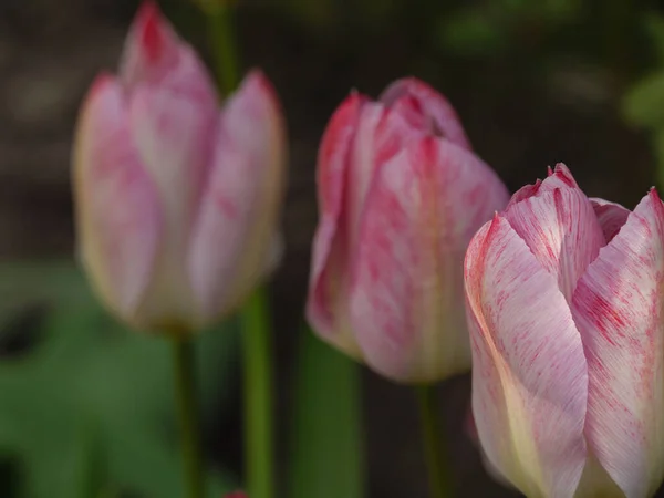 Tempo Primavera Jardim — Fotografia de Stock