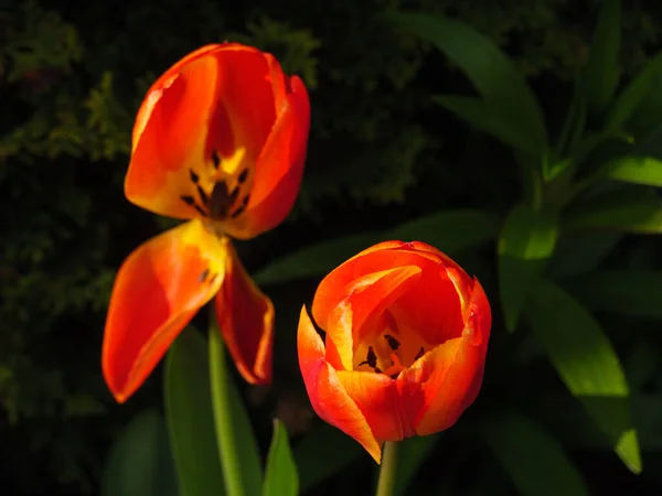 Tempo Primavera Jardim — Fotografia de Stock