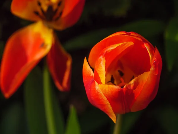 Primavera Jardín — Foto de Stock