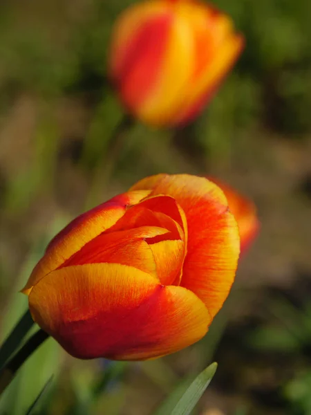 Tempo Primavera Jardim — Fotografia de Stock