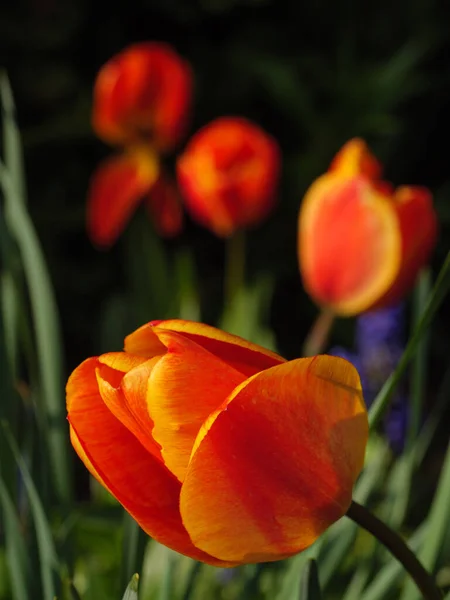 Primavera Jardín — Foto de Stock