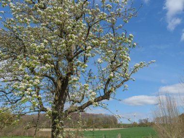 Alman Baumberge 'deki Darfeld' in küçük köyü.