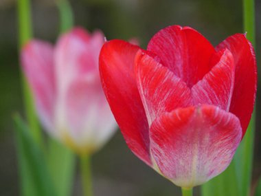 Bir Alman bahçesinde bir sürü lale