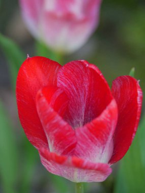 Bir Alman bahçesinde bir sürü lale