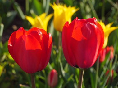 Bir Alman bahçesinde bir sürü lale