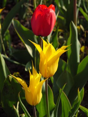 Bir Alman bahçesinde bir sürü lale