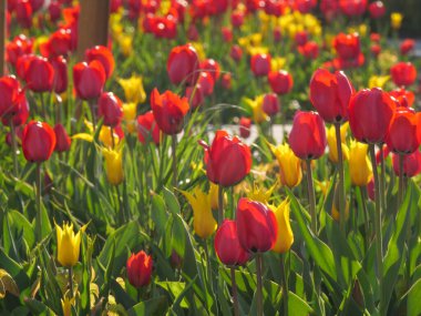 Bir Alman bahçesinde bir sürü lale