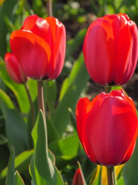 Bir Alman bahçesinde bir sürü lale