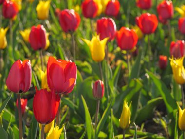 Bir Alman bahçesinde bir sürü lale