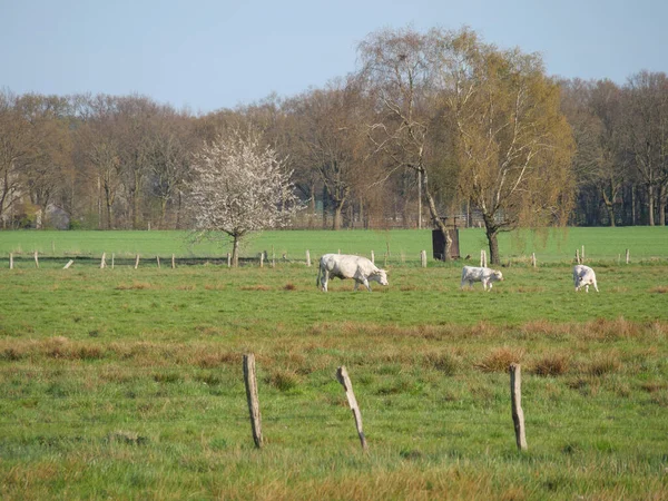 Das Kleine Dorf Darfeld Den Baumbergen — Stockfoto