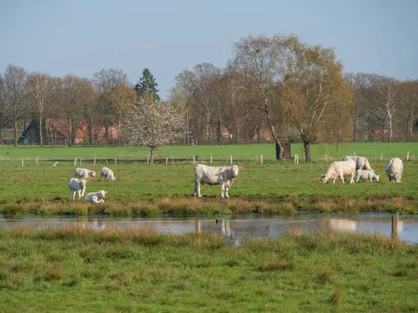 Witte Koeien Aan Een Meer West Phalia — Stockfoto