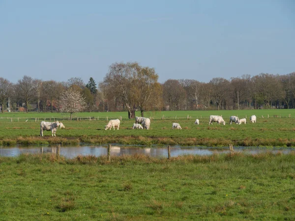 Vacas Blancas Lago Westfalia — Foto de Stock