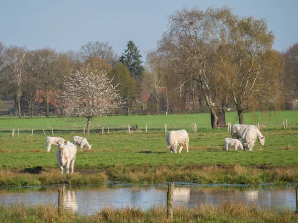 Witte Koeien Aan Een Meer West Phalia — Stockfoto