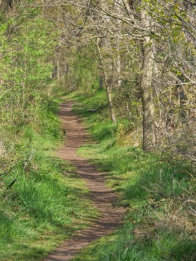 Almanya 'da dingdener Heide' de yürüyüş