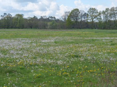 Almanya 'da dingdener Heide' de yürüyüş