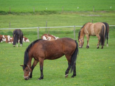 Atlar ve taylar Westphalia 'da bir çayırda