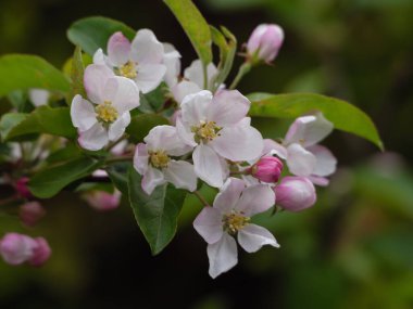 Bahar zamanı Almanya 'da kanayan doğa