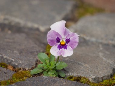 Bahar zamanı Almanya 'da kanayan doğa