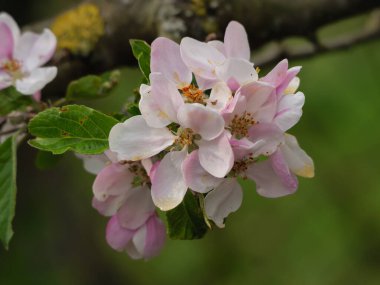 Bahar zamanı Almanya 'da kanayan doğa