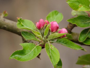 Bahar zamanı Almanya 'da kanayan doğa