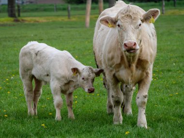 Vestfalya 'da bir çayırda inekler