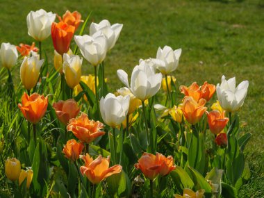 Bahar zamanı Almanya 'da kanayan doğa
