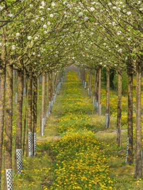 Alman Muensterland 'inde bahar geldi.