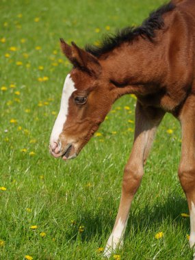 Atlar ve taylar Westphalia 'da bir çayırda