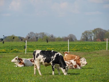Vestfalya 'da bir çayırda inekler