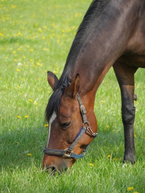Atlar ve taylar Westphalia 'da bir çayırda