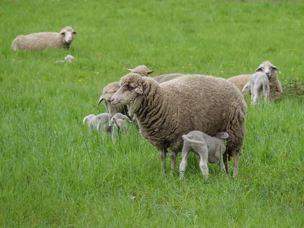 Almanya Koyunlar Miyavlıyor — Stok fotoğraf