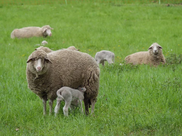 ドイツの牧草地に羊を飼い — ストック写真