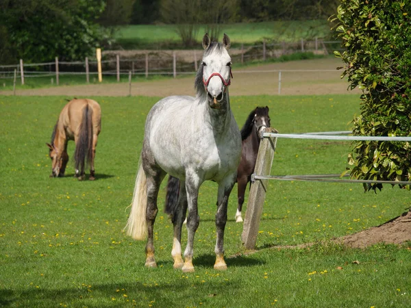 Konie Źrebaki Łące Westfalii — Zdjęcie stockowe