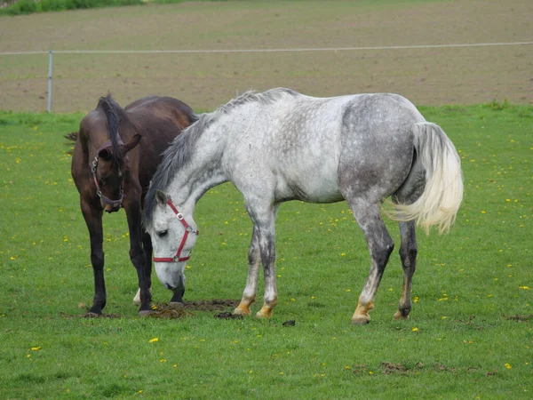 Pferde Und Fohlen Auf Einer Weide Westfalen — Stockfoto