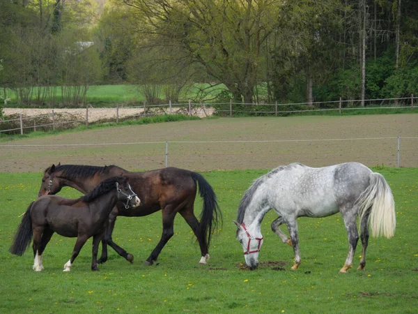 Лошади Жеребцы Лугу Вестфалии — стоковое фото