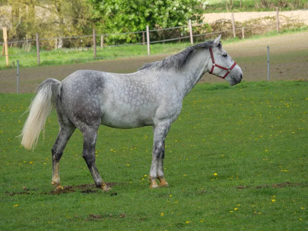 Konie Źrebaki Łące Westfalii — Zdjęcie stockowe
