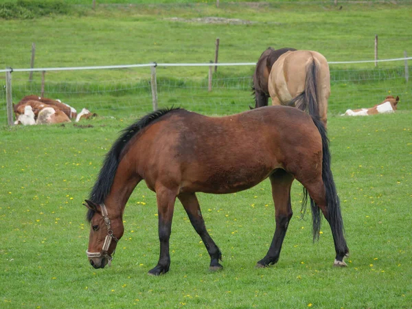 威斯特伐利亚草原上的马群和马群 — 图库照片