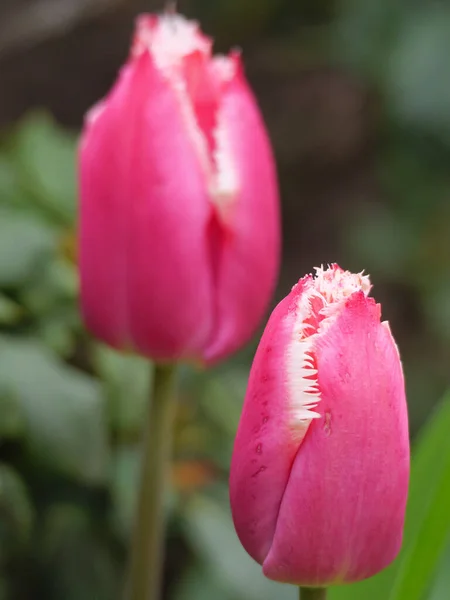 Sangrado Naturaleza Alemania Primavera — Foto de Stock