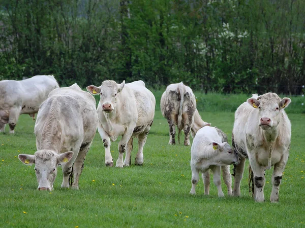 Cows Meadow Westphalia — Stock Photo, Image