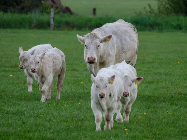 Vacas Prado Westphalia — Fotografia de Stock