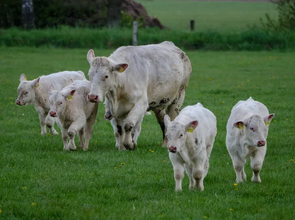 Cows Meadow Westphalia — Stock Photo, Image