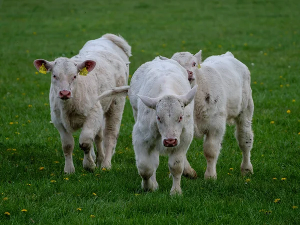 Cows Meadow Westphalia — Stock Photo, Image