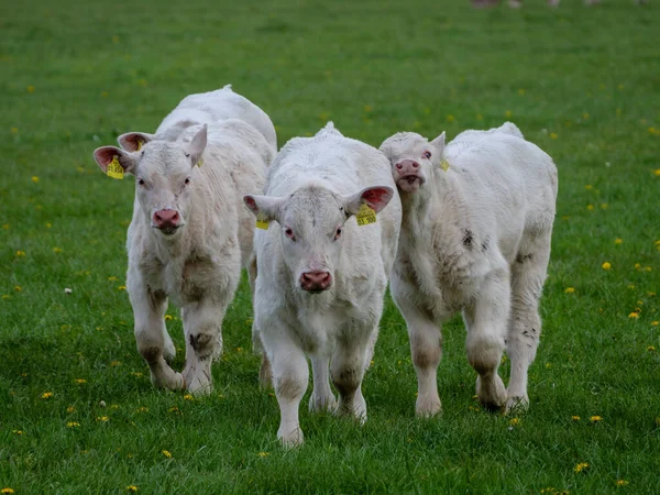 Cows Meadow Westphalia — Stock Photo, Image